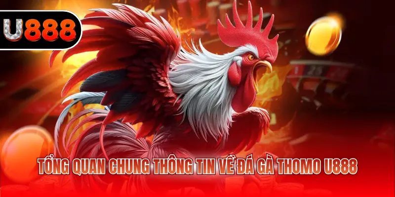 Tổng quan chung thông tin về đá gà Thomo U888